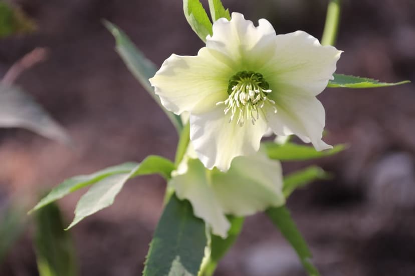 White Hellebore flower with pale green petals and yellow stamens against a soft focus background of green leaves.