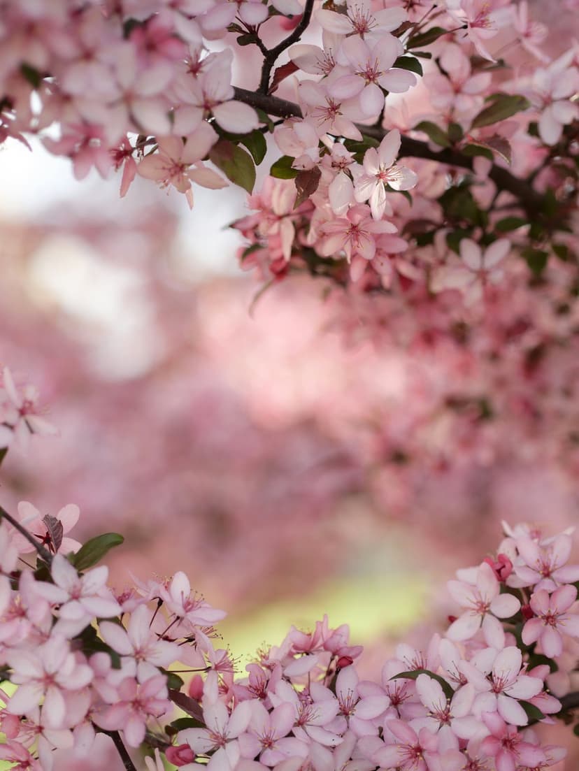Pink sakura flowers frame a blurred background of green leaves and soft sunlight in a vertical composition.
