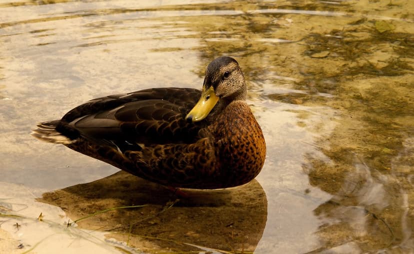 Brown duck with a yellow beak floats on shallow water reflecting sunlight, creating a subtle mirrored image below.