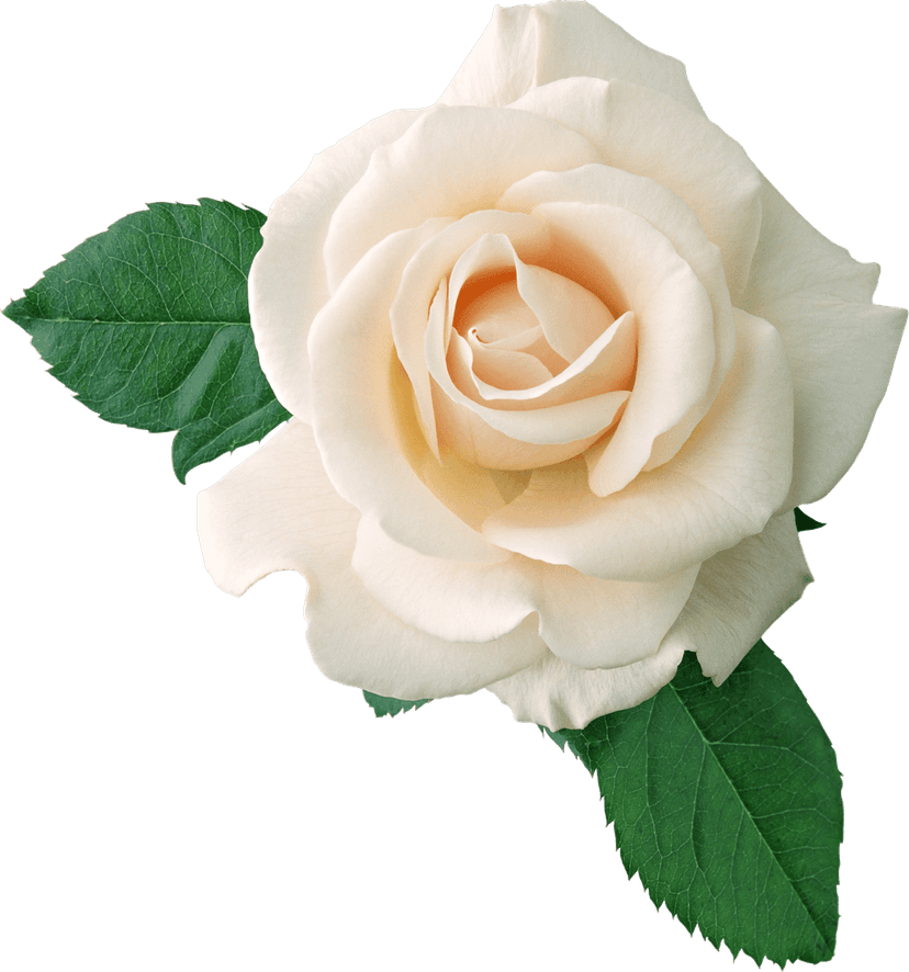 Cream white rose flower bloom shows intricate layered petals and dark green leaves against a clear background.