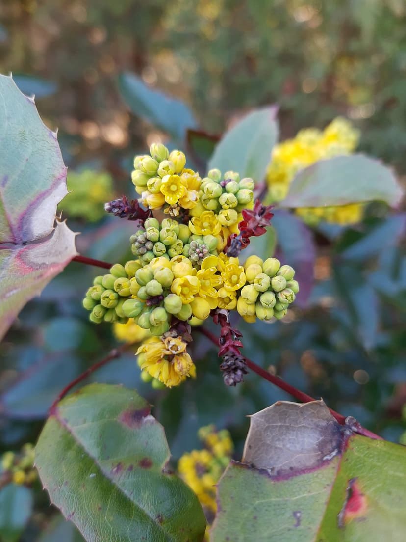 Yellow mahonia flowers and green berries grow on a thorny branch with leathery leaves and dark purple stems.