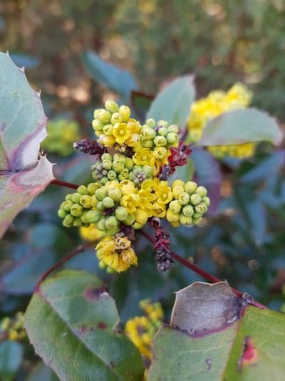 Yellow Mahonia Flowers and Berries on Thorny Branch