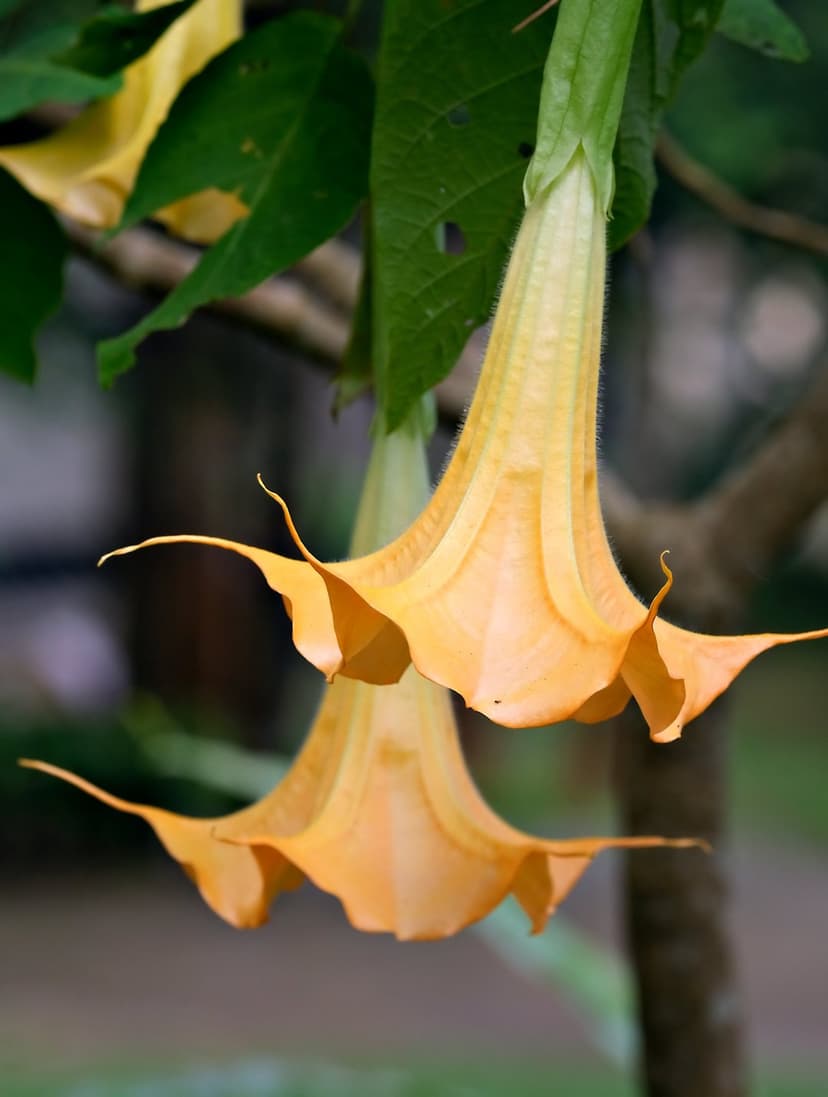 Amber Brugmansia flowers with ruffled edges hang vertically against a backdrop of deep green garden leaves.