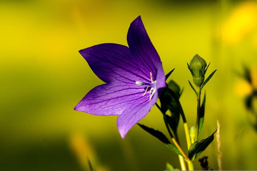 Purple balloon flower with dark veins and a green bud glows in soft sunlight against a blurred garden backdrop.