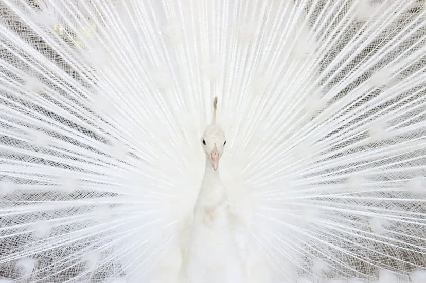 White peacock spreads its ornate tail feathers in a full circular fan, showing intricate plume details.