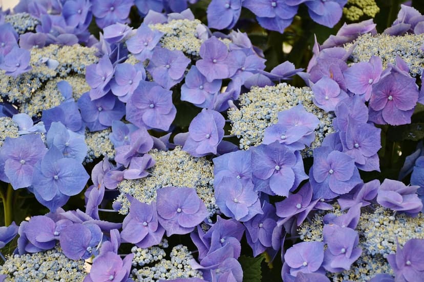 Blue hydrangea petals and cream florets are shown in a detailed macro view of a blooming garden flower head.