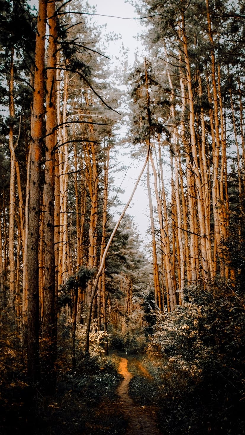 Winding dirt path leads through a dense pine forest with tall orange-barked trees and warm dappled sunlight.