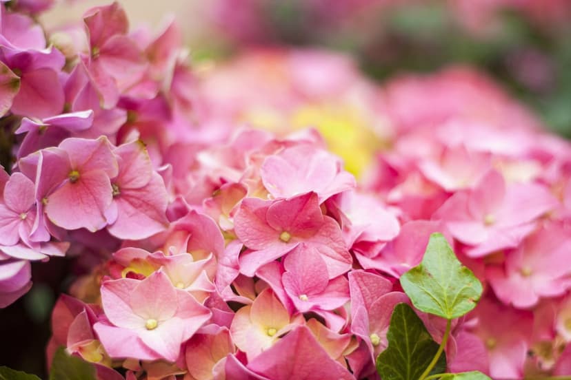 Pink hydrangea flower cluster with soft yellow centers and green leaves against a blurry bokeh background.