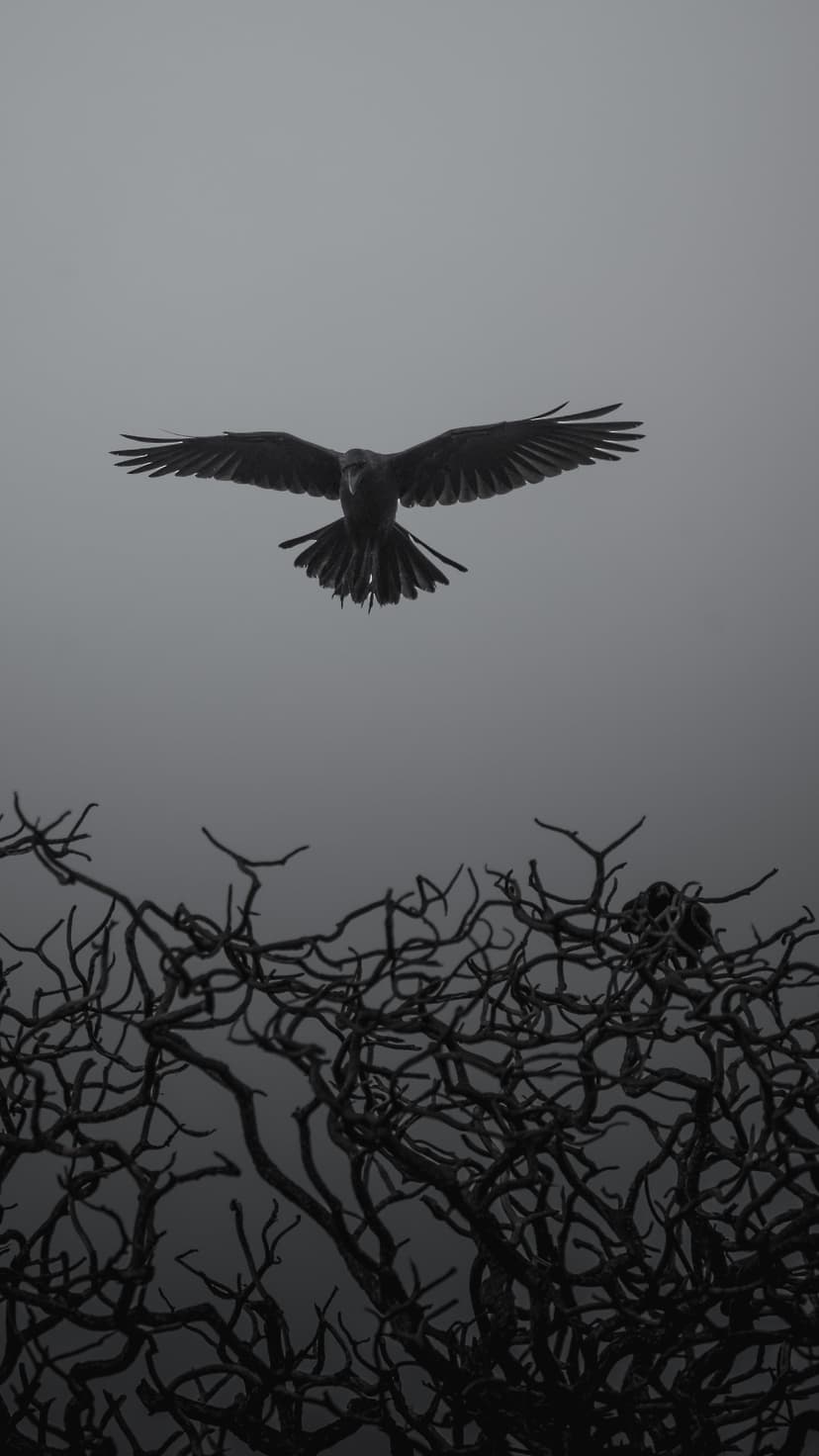 Crow with wings outstretched soaring over dark, gnarled tree branches against a hazy, overcast gray sky.