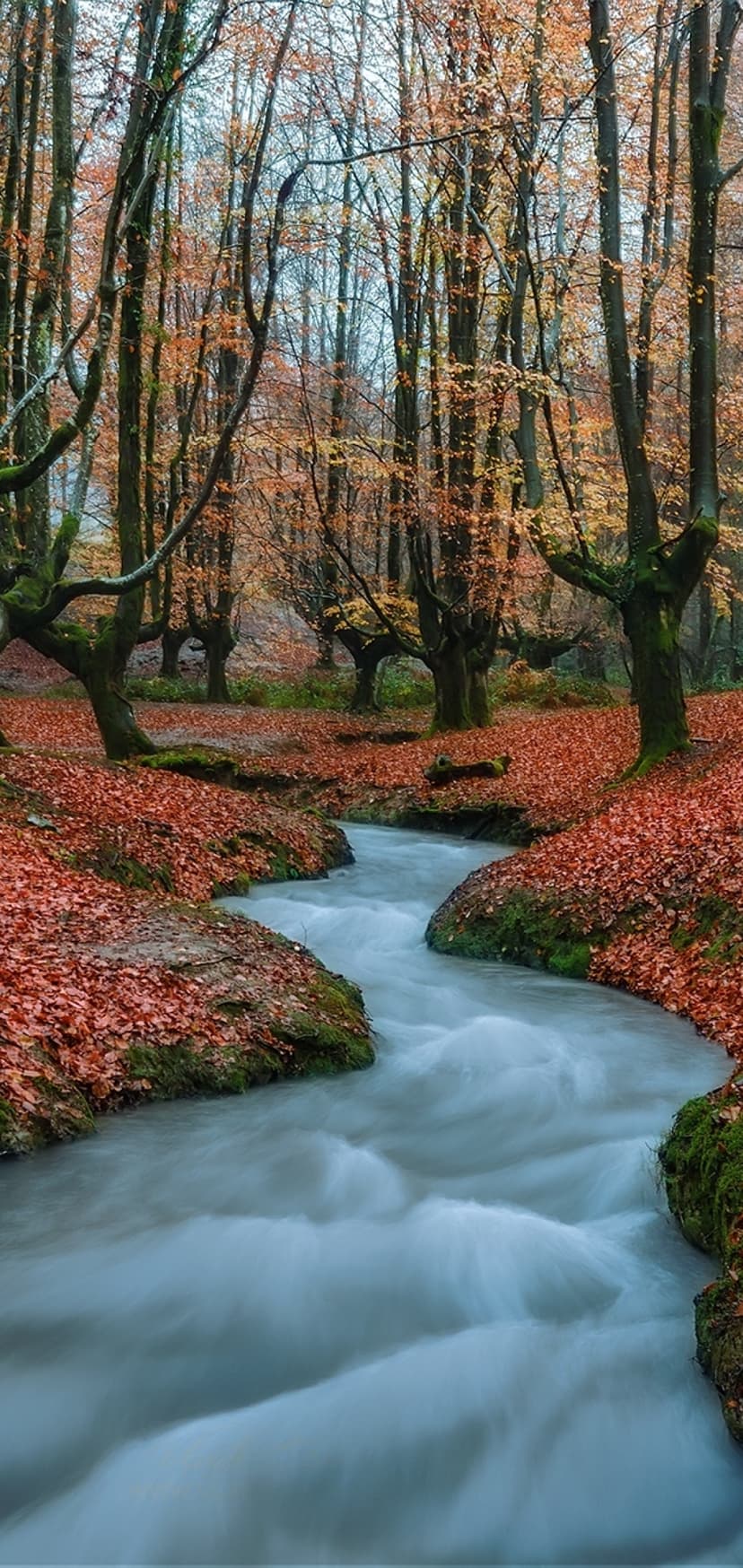 Mossy creek with flowing water surrounded by orange fallen leaves and golden trees in a misty autumn woodland.