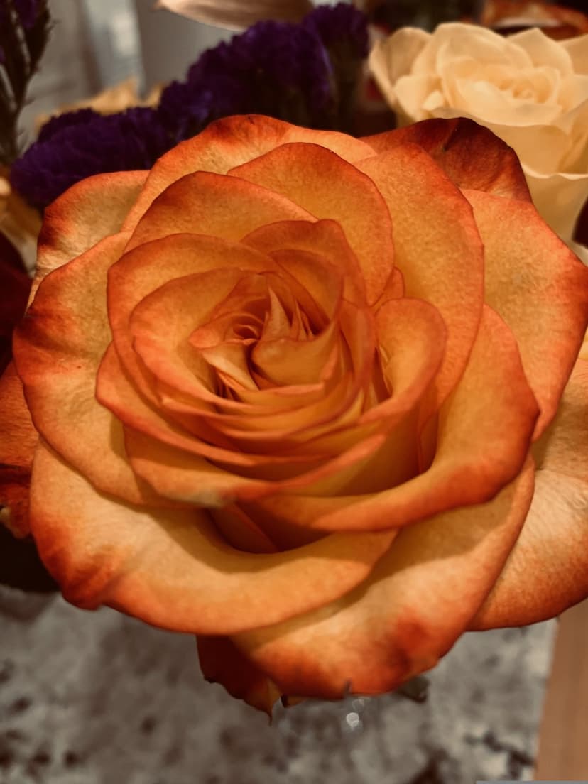 Orange rose with red tipped petals shows an intricate swirling center against a soft purple and cream background.