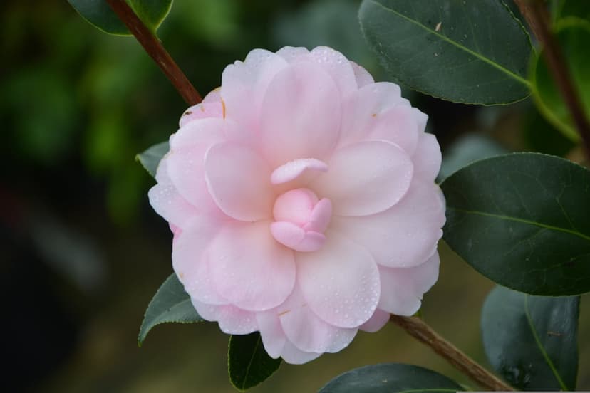 Pink camellia flower with transparent dew drops on soft petals against a dark green blurred leaf background.