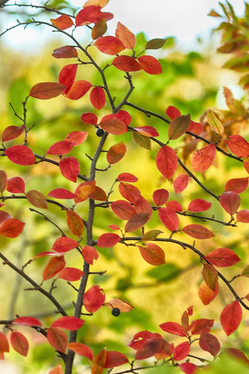 Saturated red and orange autumn leaves on thin branches against a blurred yellow and green forest background.