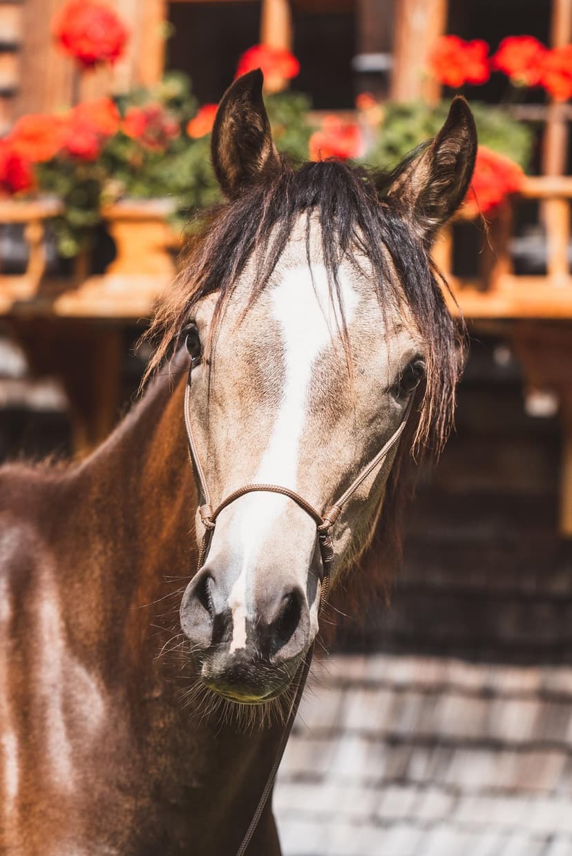 Bay horse with a white blaze and leather halter stands before a rustic wooden barn decorated with red flowers.