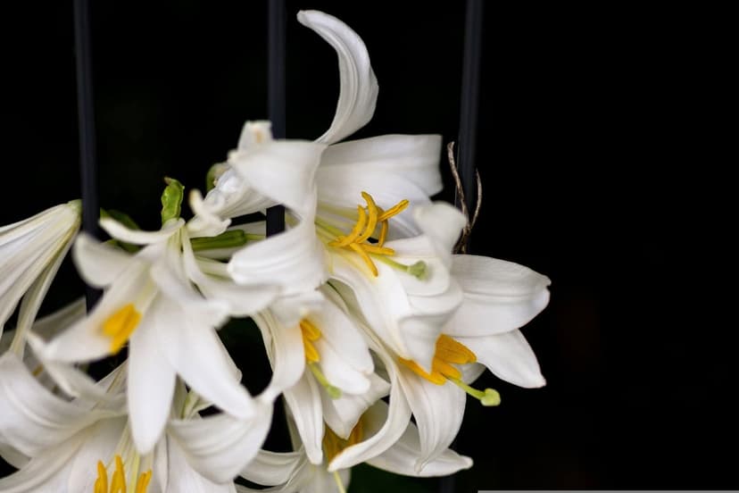 White Easter lilies with yellow stamens and green pistils centered on a stark black background in a macro shot.
