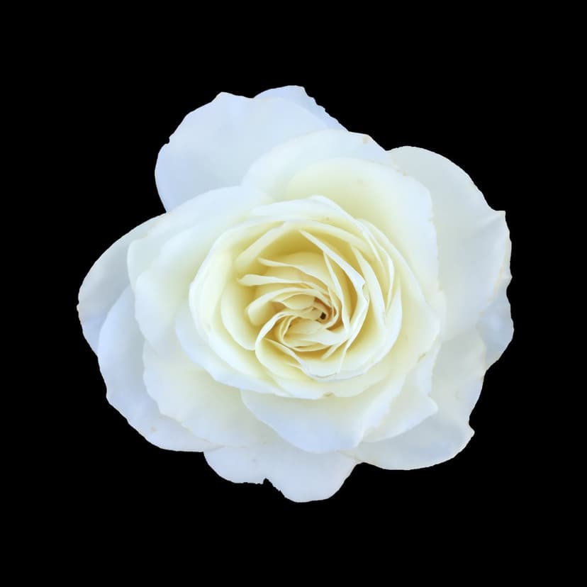 White rose with soft petals and a creamy yellow center positioned against a solid light-absorbing black backdrop.