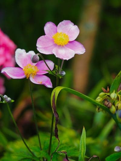 Soft Pink Japanese Anemone Flowers Mobile Wallpaper