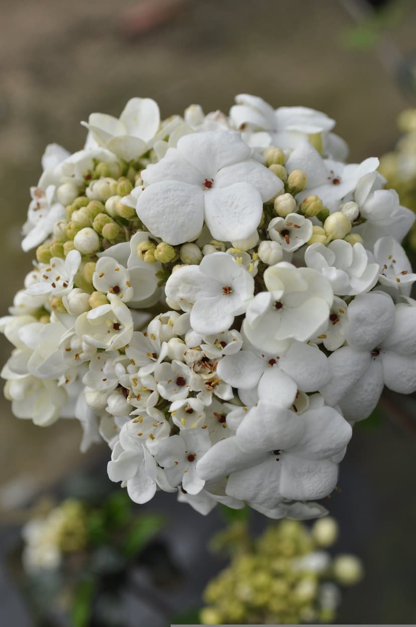 White Viburnum flowers with tiny red centers and unopened buds clustered together in a soft-focus garden setting.