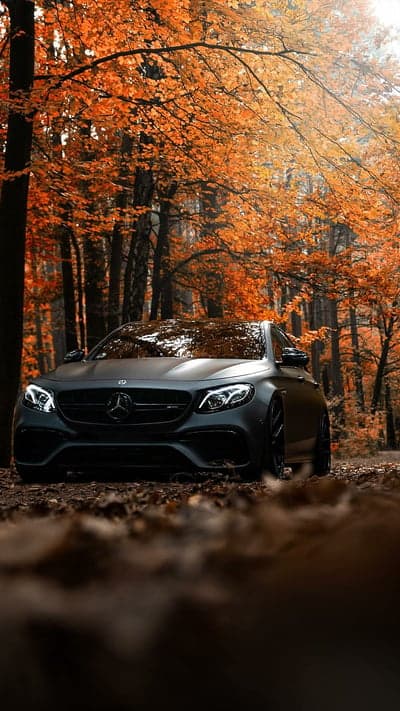 Dark Mercedes E-Class on Autumn Forest Floor