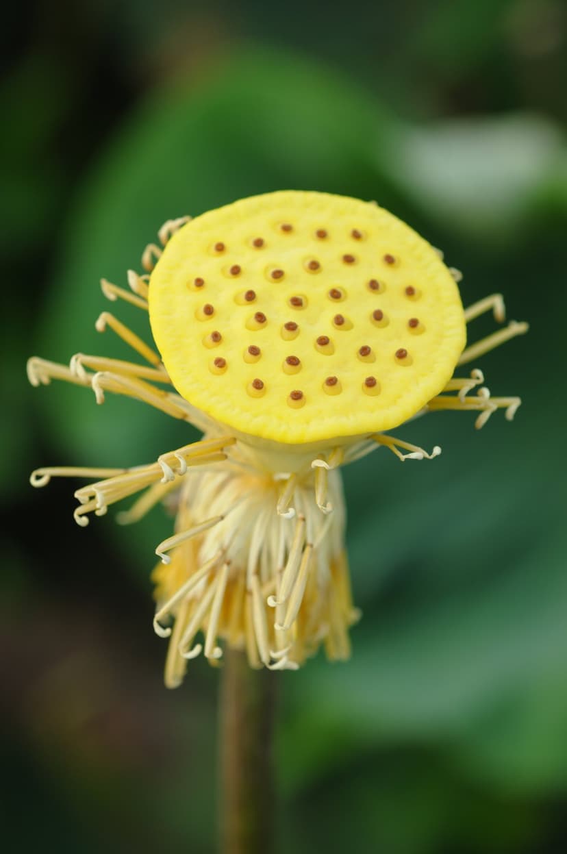Yellow lotus seed pod with circular pores and wilted lower petals against a blurred green forest background.