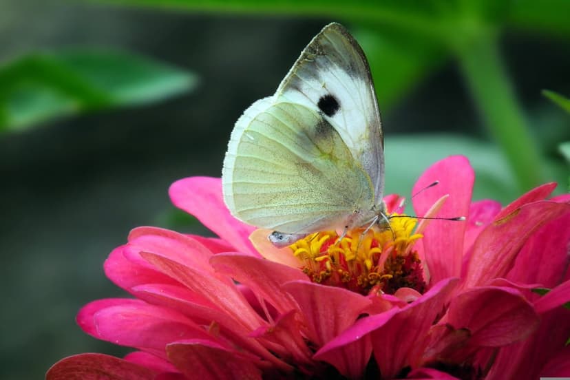 White butterfly with black spots perched on a vivid pink zinnia flower with a yellow center and green background.