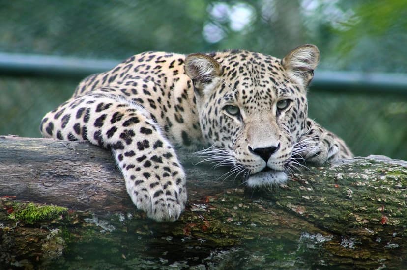 Leopard with black spots lies on a horizontal tree limb while looking forward against a blurred forest background.
