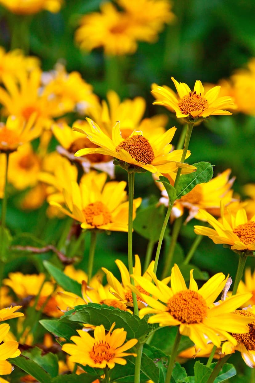Yellow heliopsis flowers with dark orange centers bloom in a dense field against a soft green background.