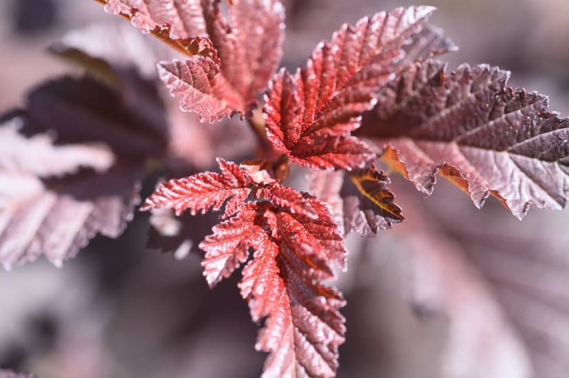 Deep red serrated leaves with prominent veins glow under soft sunlight against a dark bokeh background.