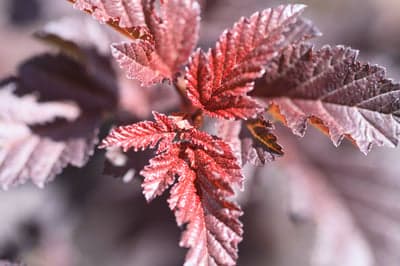 Close-up of Deep Red Serrated Leaves on a Bush