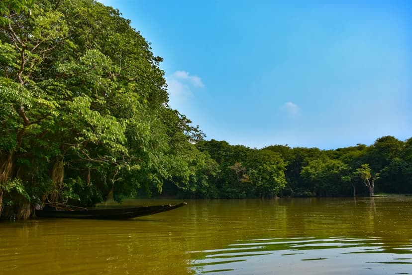 Small wooden boat floating on calm water between dense green mangrove trees under soft dappled sunlight.