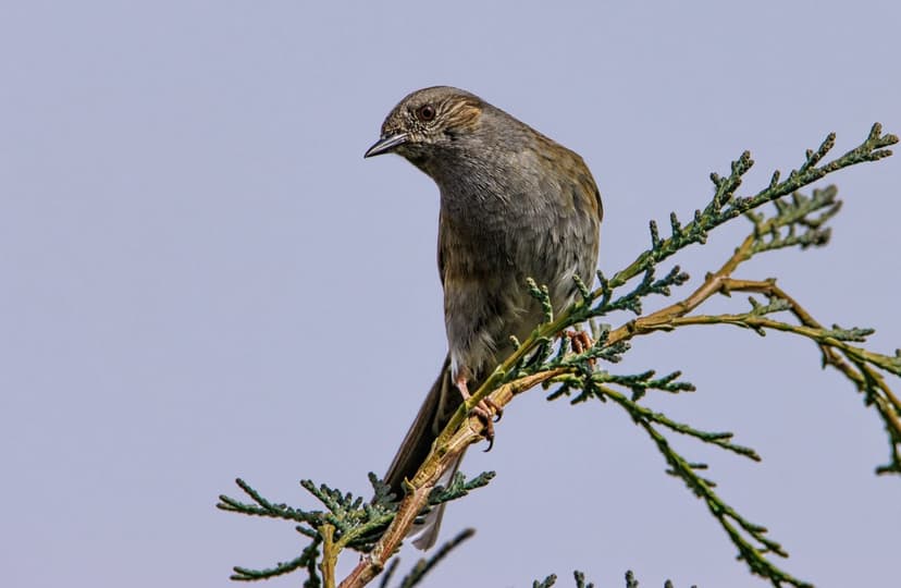Dunnock bird with brown feathers perches on a green leafy branch under a clear blue sky in sharp detail.