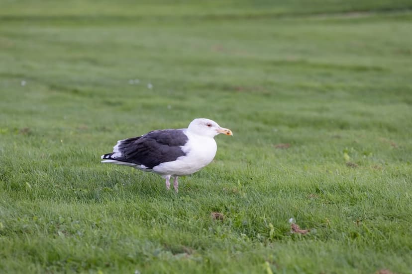 Seagull with a white body and black wings stands alert in a lush green meadow with a soft blurred background.