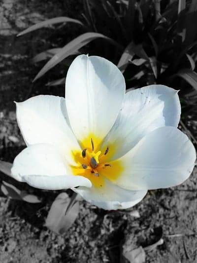 Close-up of a white tulip with a vibrant yellow center