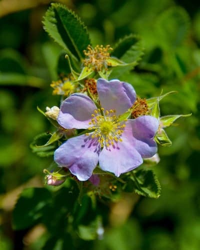 Lavender Wild Rose Petals Macro Vertical Mobile Wallpaper
