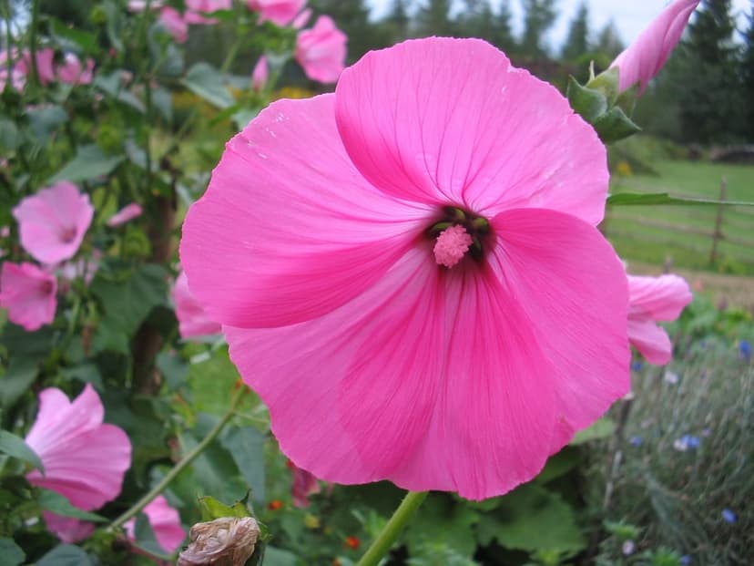 Magenta mallow blossom with delicate petals and a dark core sits against a blurred green leaf backdrop.