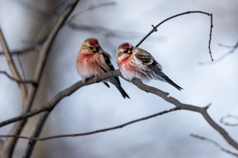 Two redpoll birds with crimson caps sit on a snow-dusted branch against a blurred pale sky in soft winter light.
