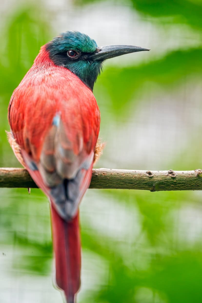Carmine Bee-eater with red feathers and a green head perches on a branch against a blurred green background.