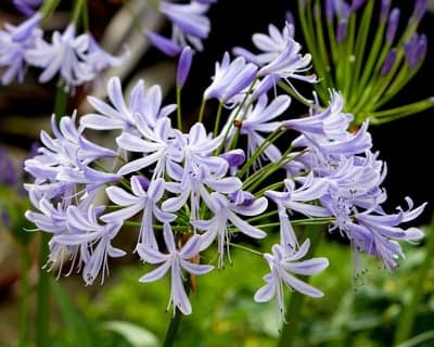 Serene Purple Agapanthus Flower Tablet Wallpaper