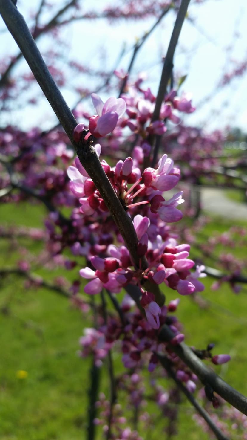 Pink and magenta blossoms open on a dark branch with a soft focus background of green grass and a blue sky.