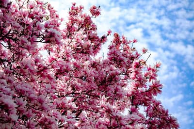 Pink Magnolia Blossoms and Blue Sky Phone Wallpaper
