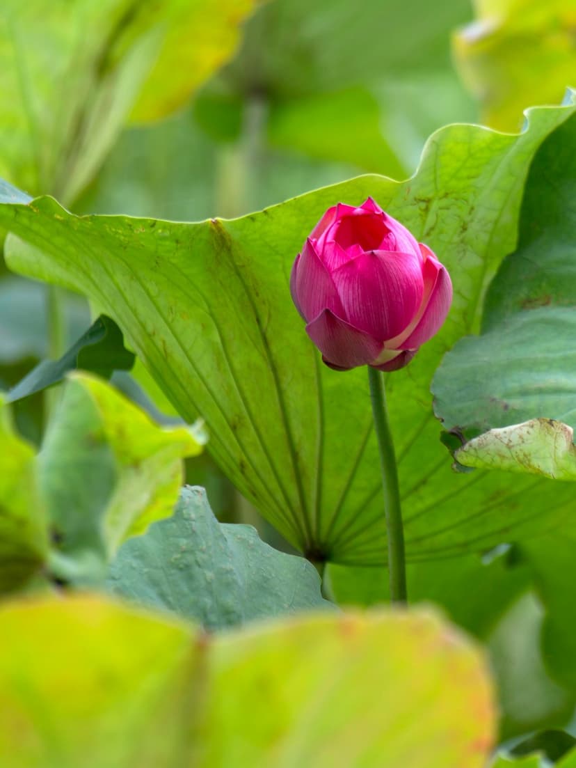 Pink lotus flower bud stands centered among large green lily pads with a soft bokeh background in a pond.