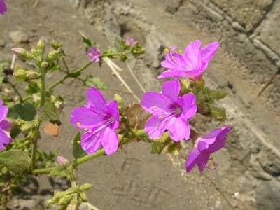 Vibrant Pink Wildflowers on Grey Stone Phone Wallpaper