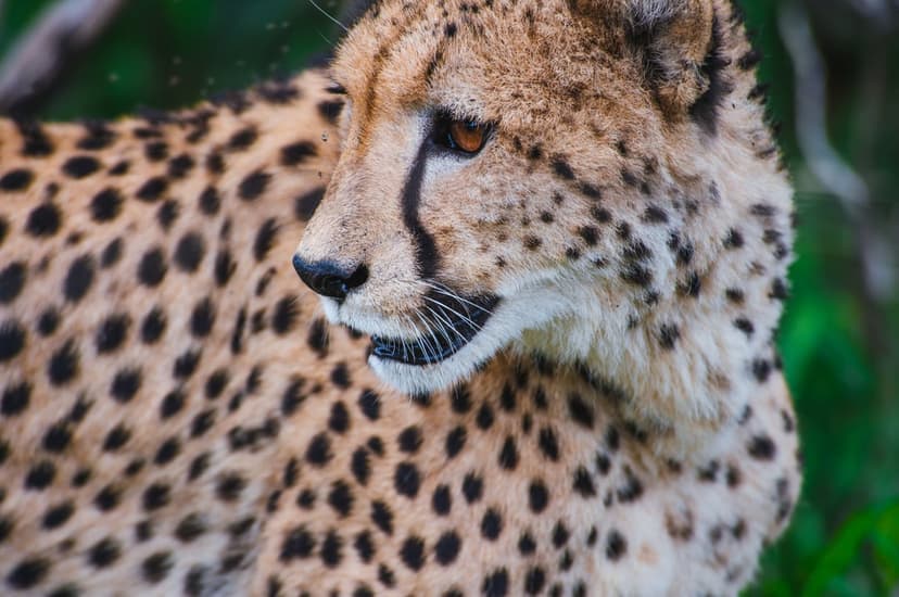 Cheetah profile showing golden fur, amber eyes, and black tear marks against a blurred green foliage background.