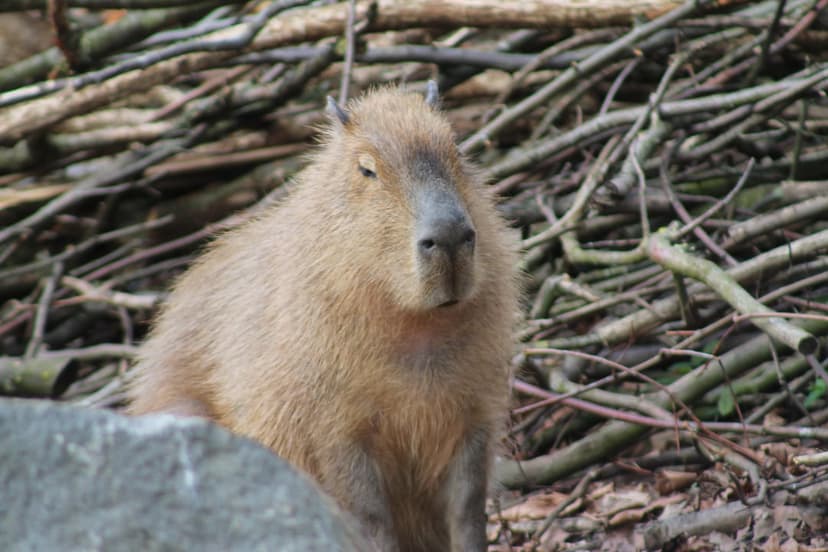 Capybara with brown fur sits calmly behind dry branches and a grey rock under soft, diffused natural lighting.