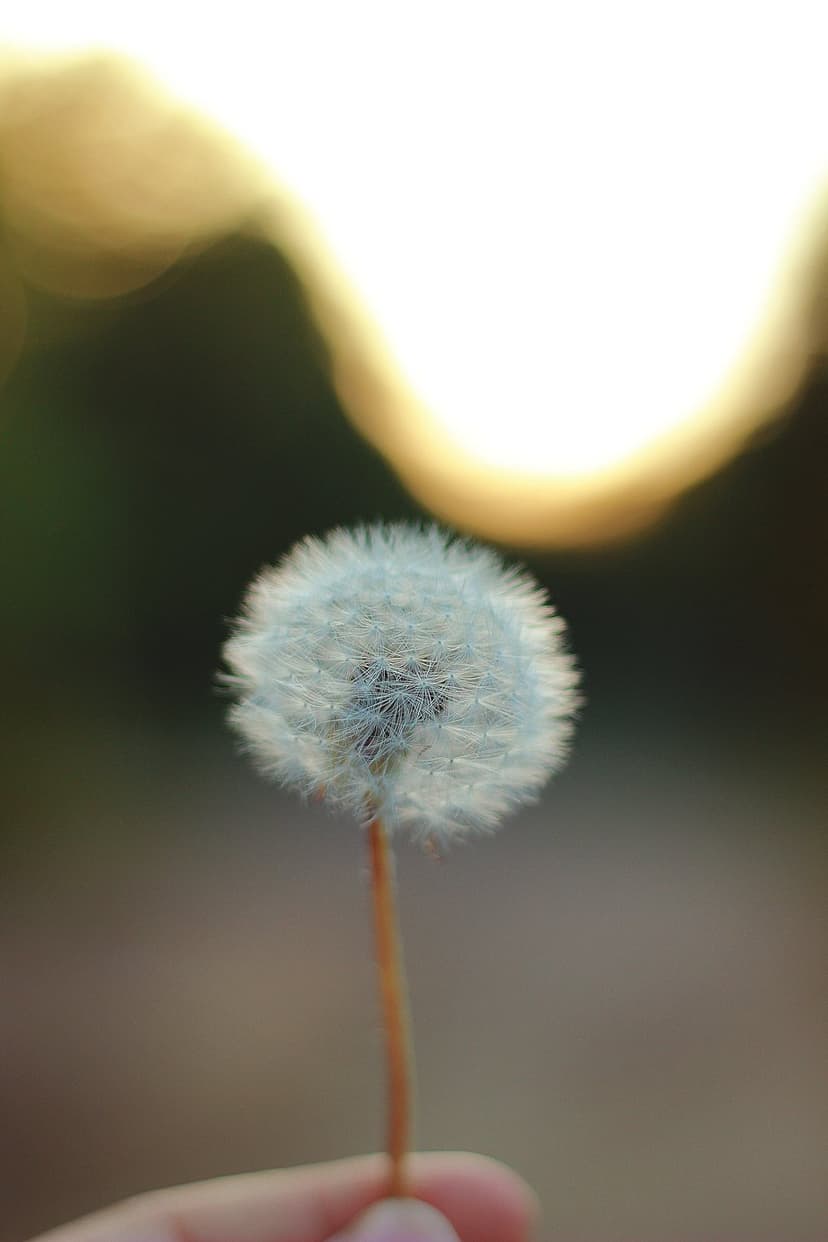 Dandelion seed head held by a hand against a blurred green background in warm, low-angle golden sunlight.