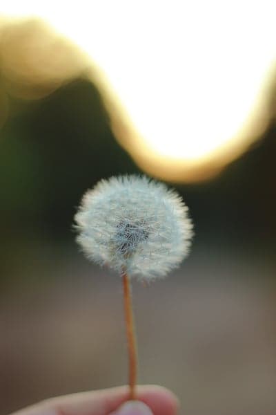 Close-up of a dandelion seed head held by a hand