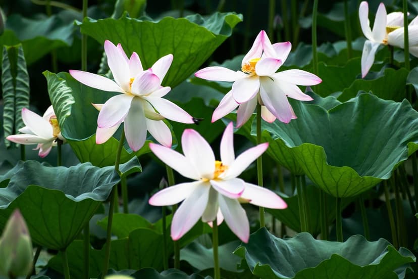 White lotus flowers with pink-tipped petals rest among vibrant green leaves in a shallow-focus water garden.