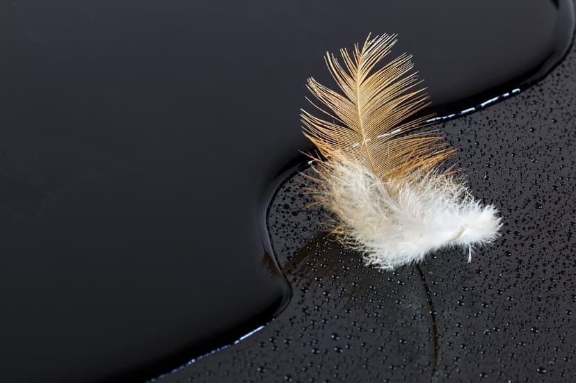 White and brown feather resting on a wet black surface covered in small water droplets with soft shadows.