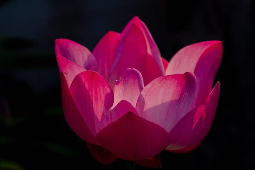 Pink lotus flower with layered petals glows against a dark background in a vertical macro floral photograph.