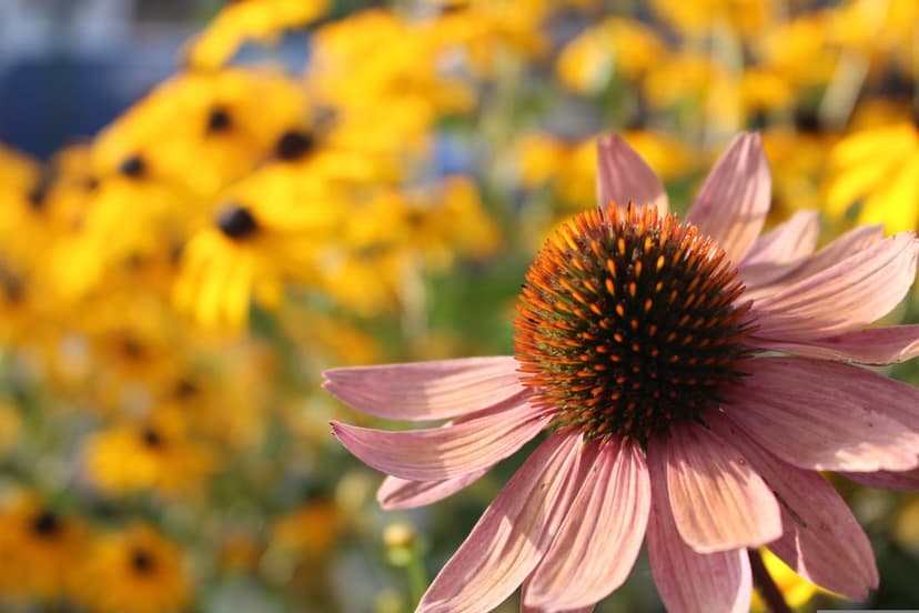 Pink coneflower with a textured orange center sits before a blurred field of golden yellow flowers in the sun.